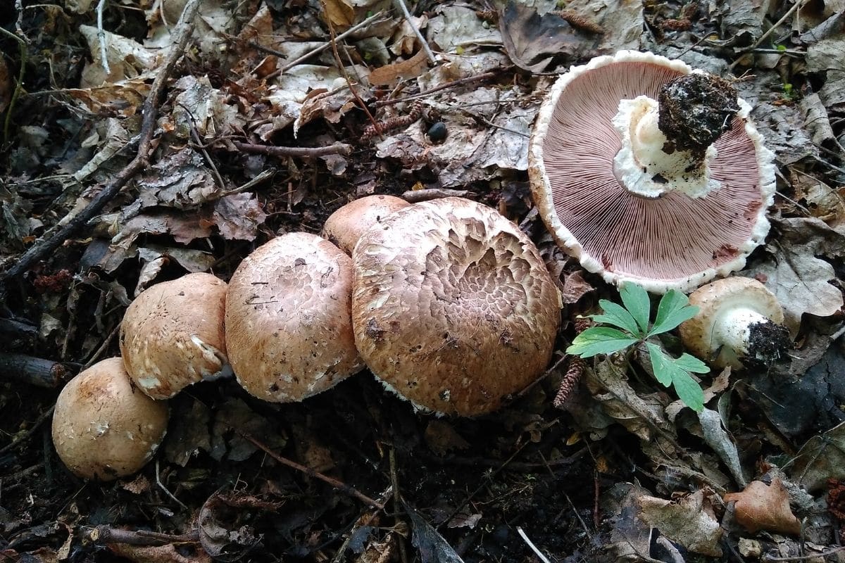 Waldchampignon - Agaricus silvaticus