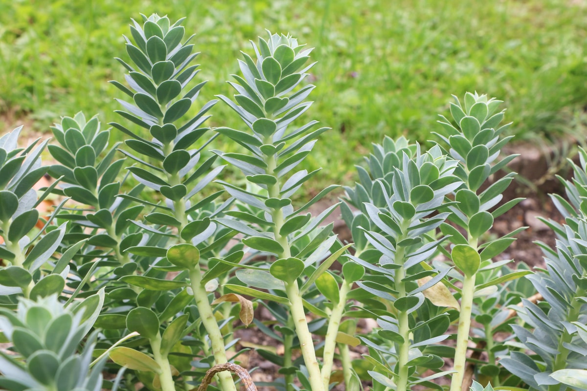 Walzen-Wolfsmilch - Euphorbia myrsinites