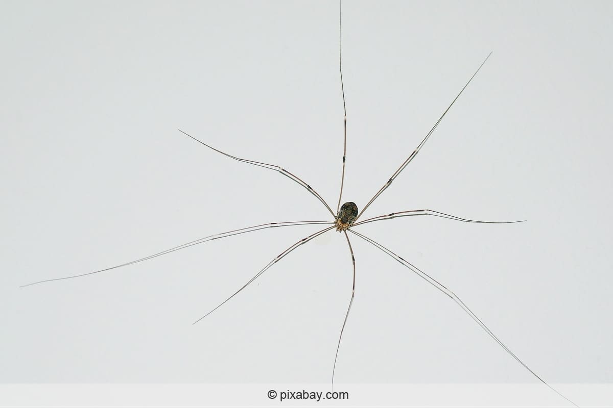 Spinne in der Wohnung - Weberknecht