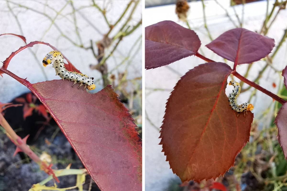 Larve der Weißgegürtelten Rosenblattwespe - Allantus cinctus