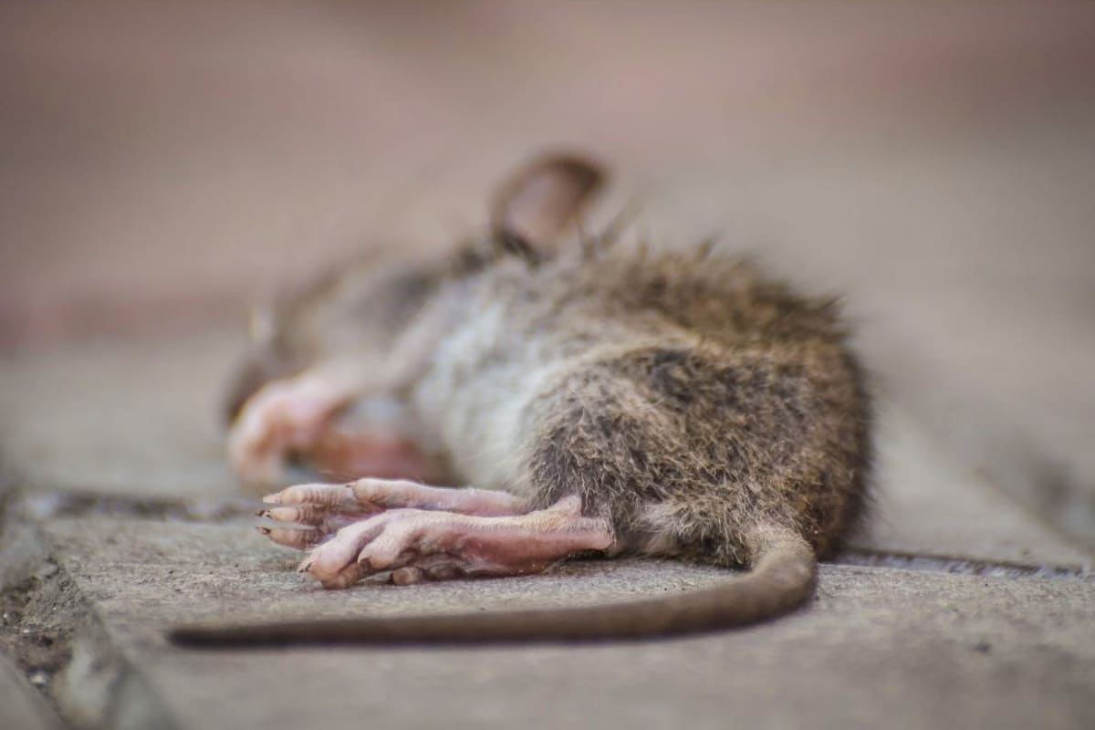 Tote Maus Verwesungsgeruch