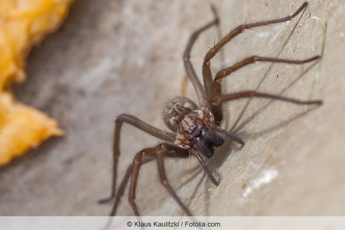 Große Winkelspinne - Eratigena atrica