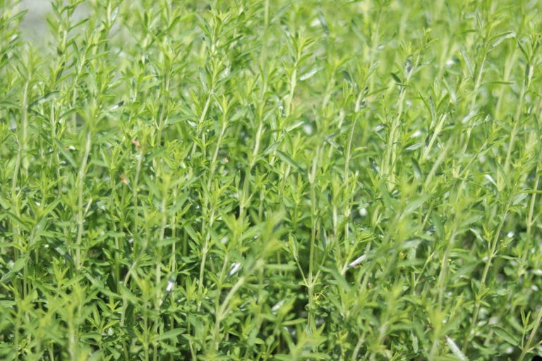 10 gute Nachbarn für Salbei im Kräuterbeet Gartenrat.de