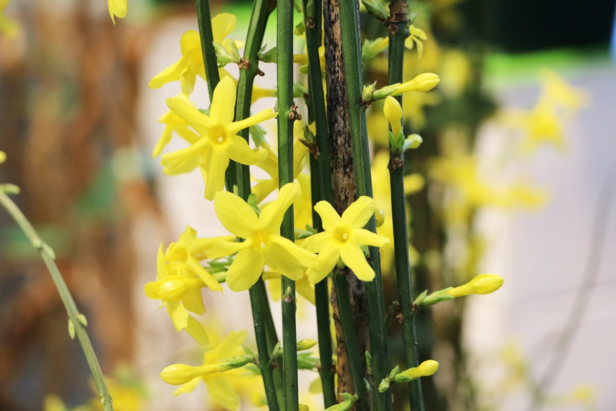 Winterjasmin - Jasminum nudiflorum