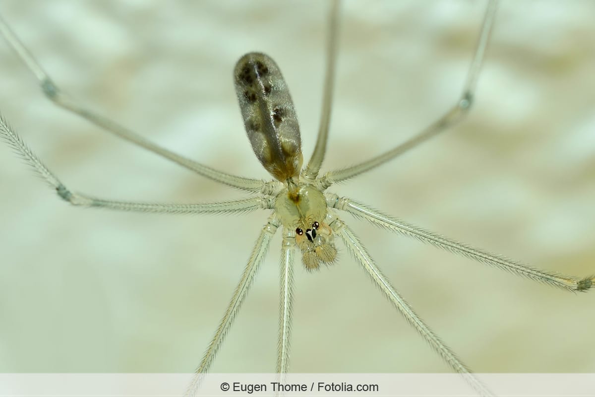 Spinne in der Wohnung - Zitterspinne