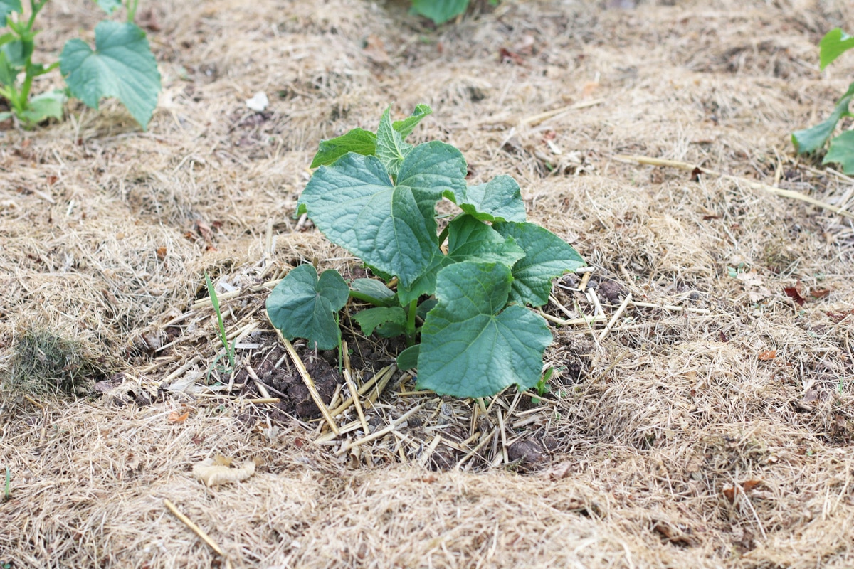 Mit Stroh gemulchte Zucchini