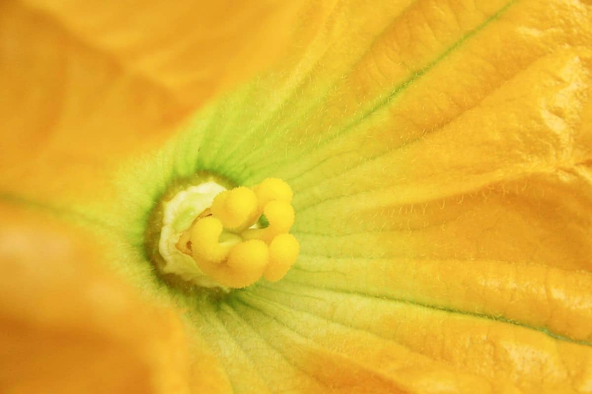 Zucchiniblüte