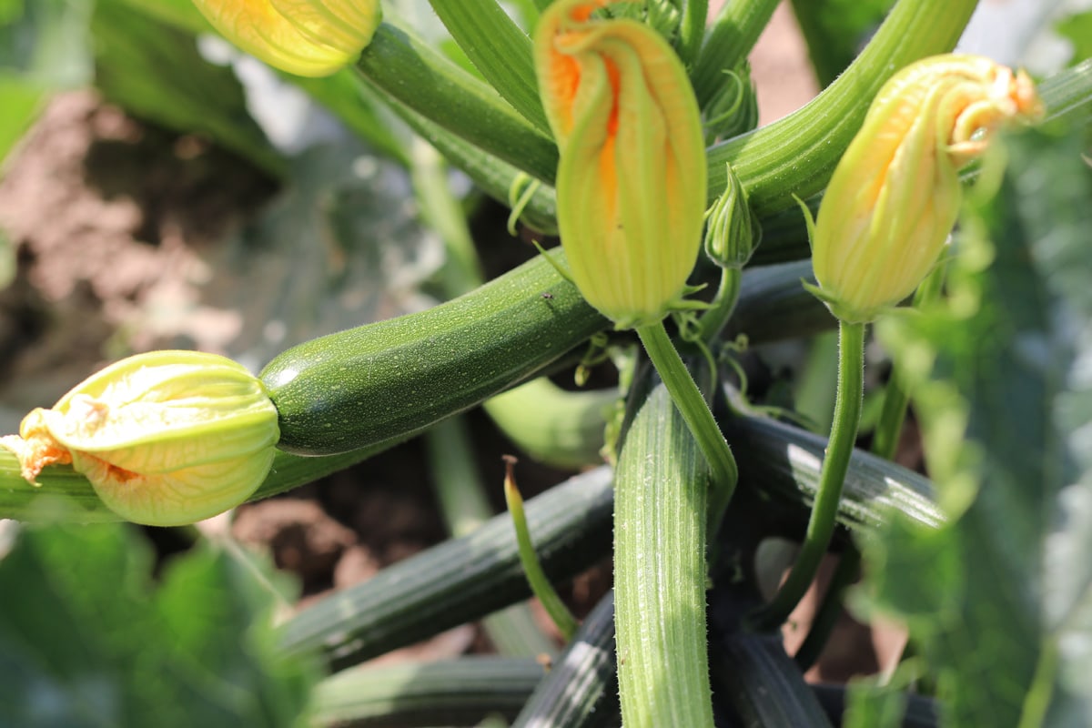 Zucchiniblüten