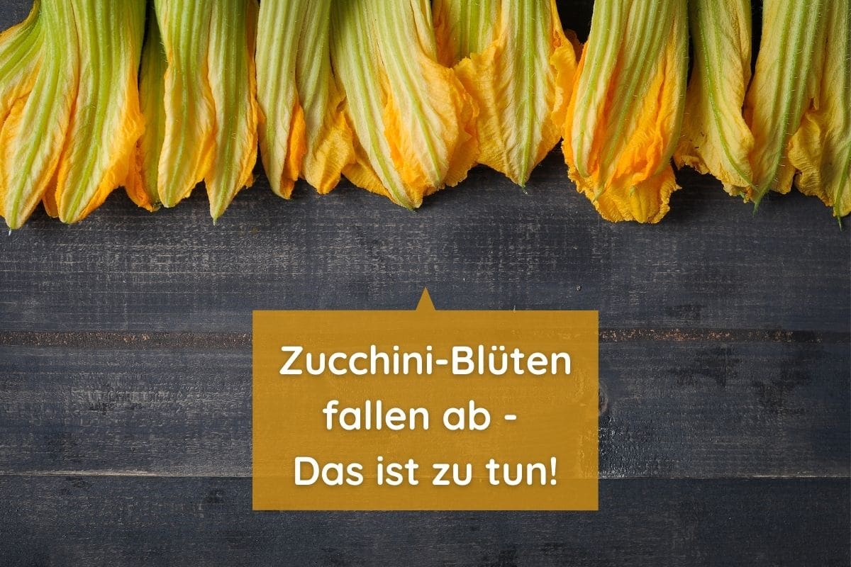 Abgefallene Zucchiniblüten