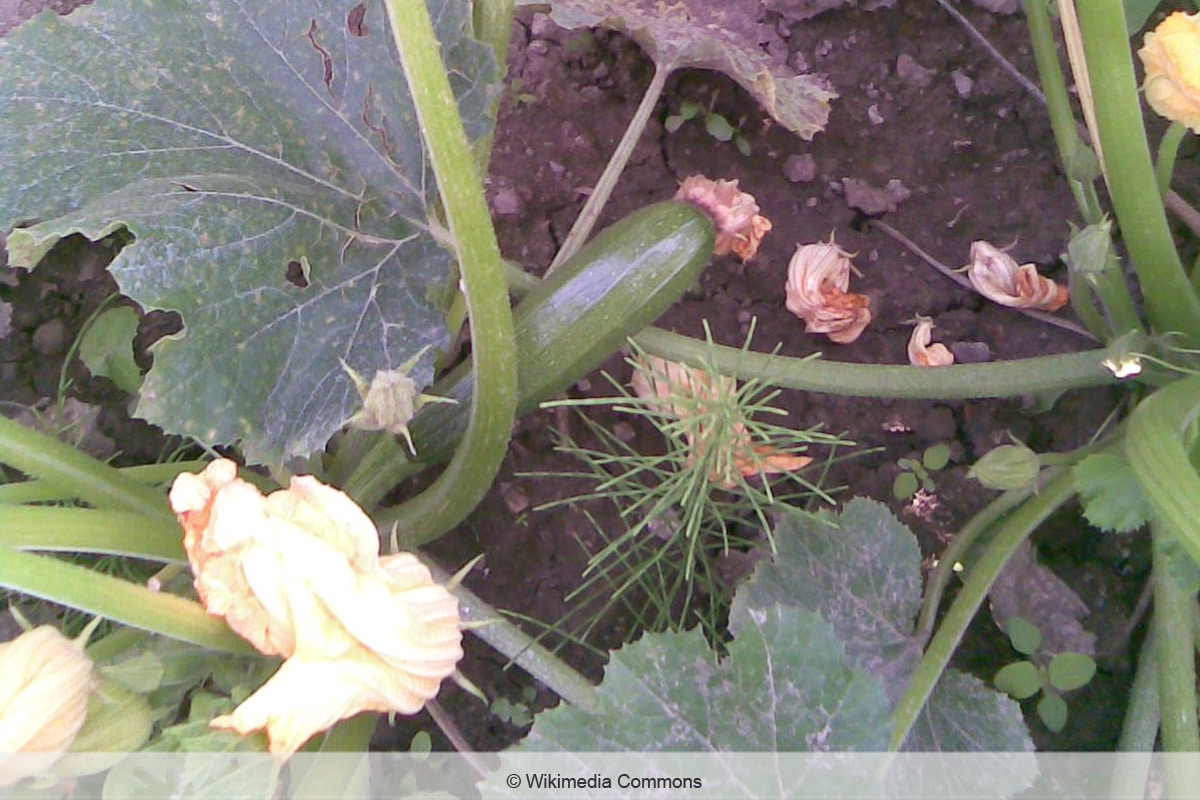 Abgefallene Zucchiniblüten im Beet