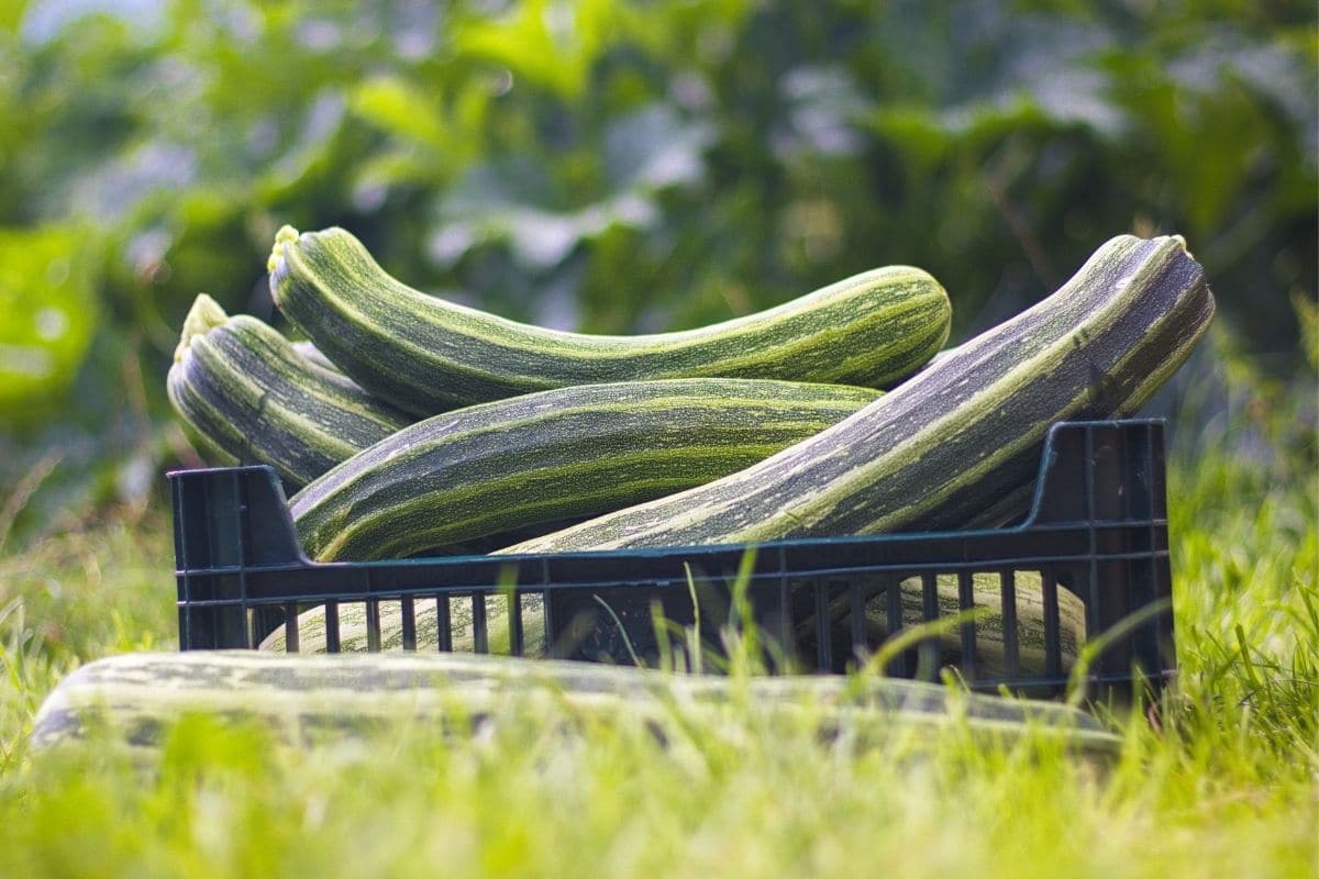 Kiste voller geernteter Zucchini