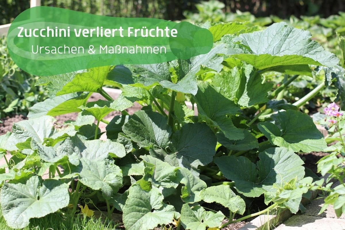 Zucchini-Früchte fallen ab