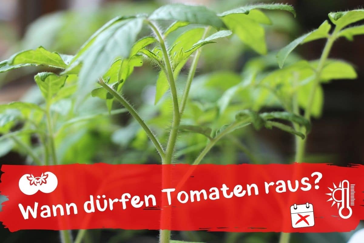 Ab wann dürfen Tomaten raus - Junge Tomatenpflanzen