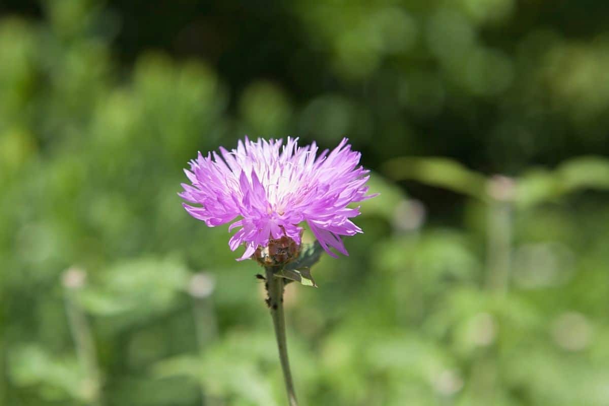 Acker-Kratzdistel - Cirsium arvense