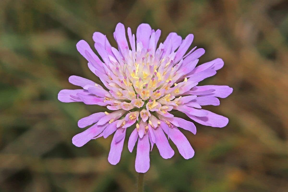 Unkraut mit lila Blüten - Acker-Witwenblume - Knautia arvensis