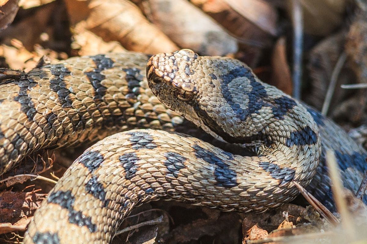 Schlange im Garten - Aspisviper