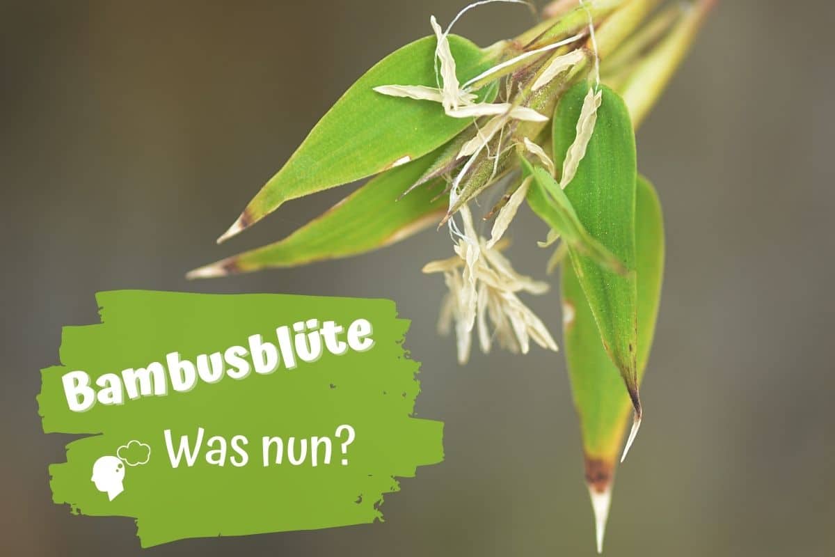 Bambusblüte was tun