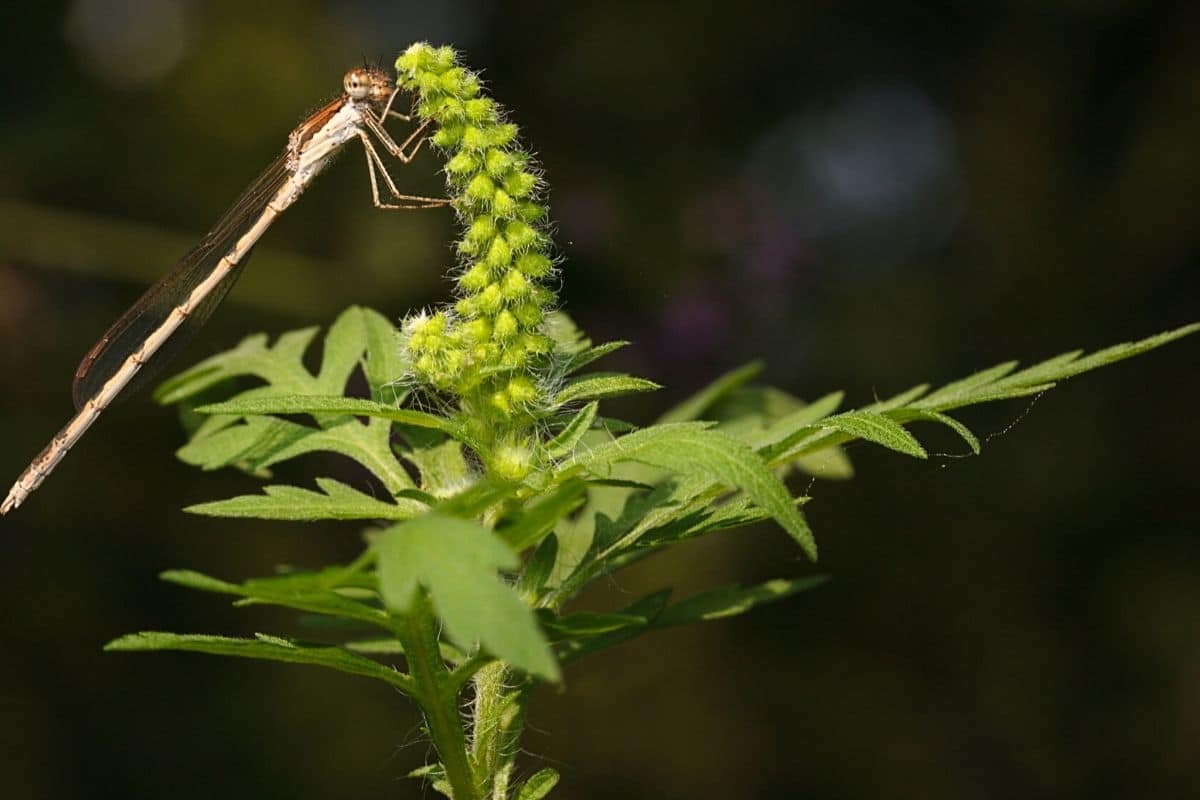 Beifußblättriges Traubenkraut - Ambrosia artemisiifolia