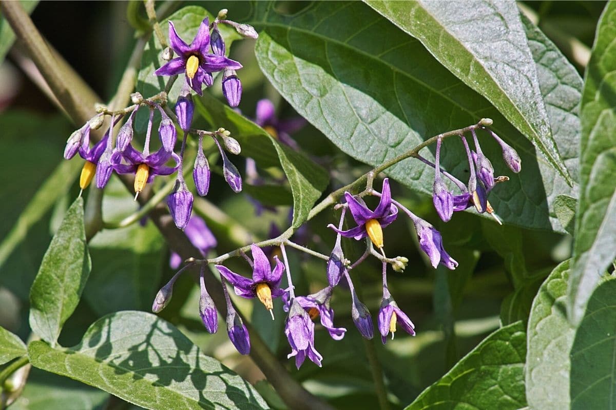 Bittersüßer Nachtschatten - Solanum dulcamara