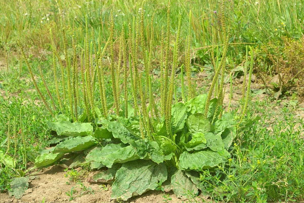 Breitwegerich - Plantago major