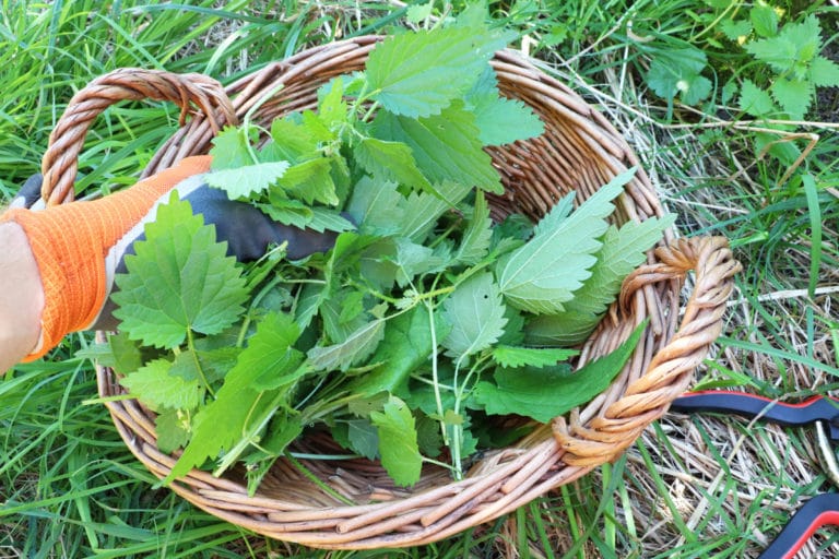 Ab wann können Tomaten im Frühjahr raus? Gartenrat.de