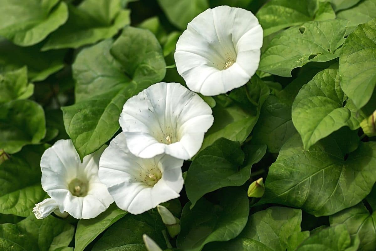 Echte Zaunwinde - Calystegia sepium