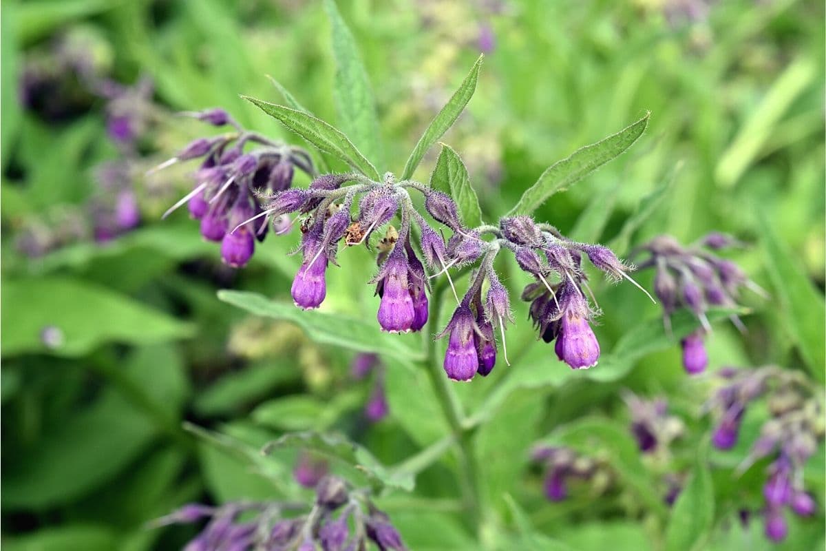 Unkraut mit lila Blüten - Echter Beinwell - Symphytum officinale