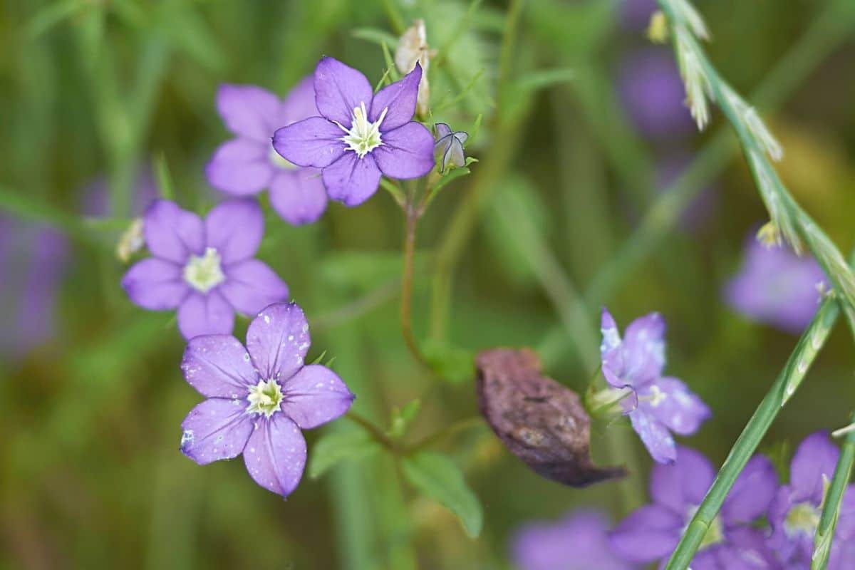 Unkraut mit lila Blüten - Echter Frauenspiegel - Legousia speculum-veneris