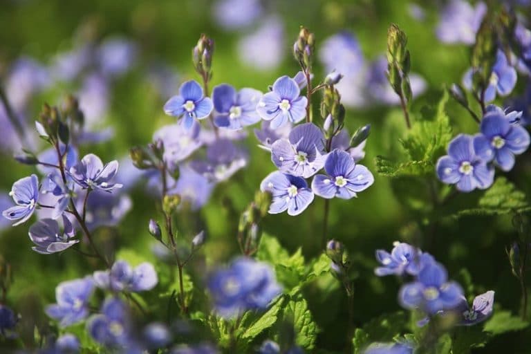 Kriechendes Unkraut im Rasen bestimmen 14 Arten Gartenrat.de