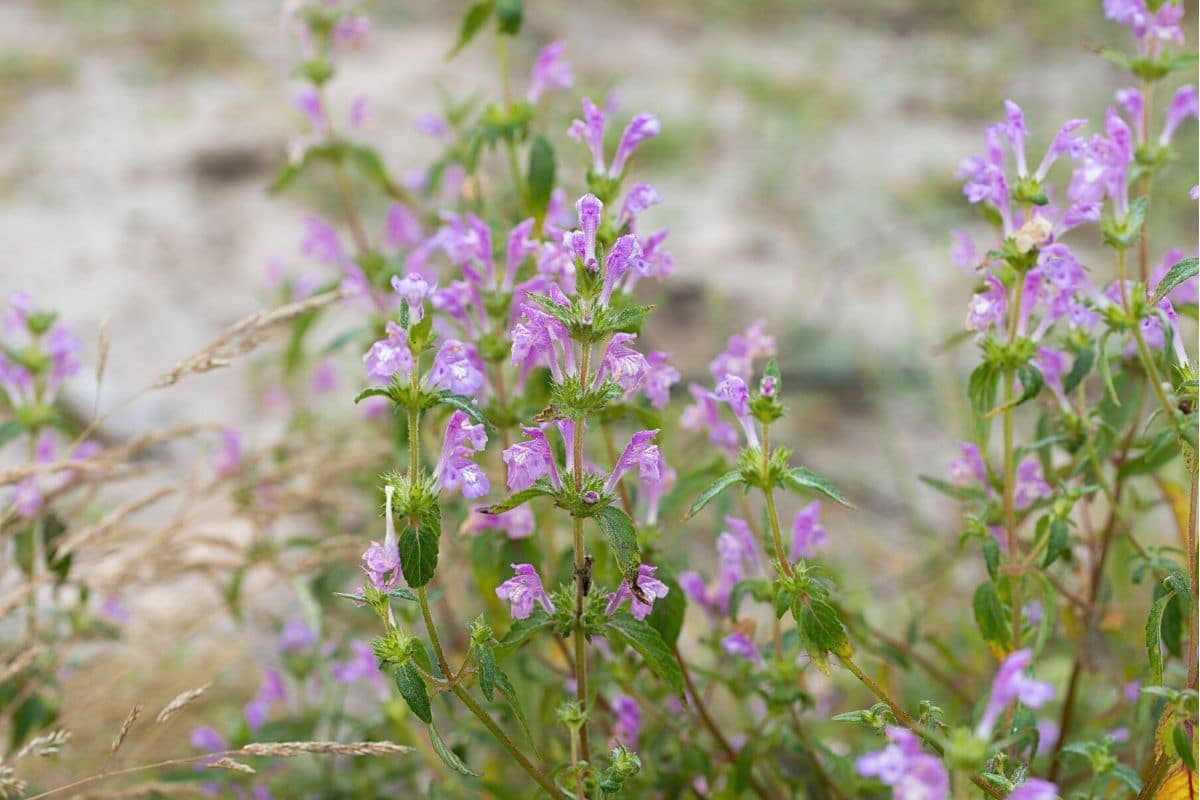 Feld-Steinquendel - Acinos arvensis