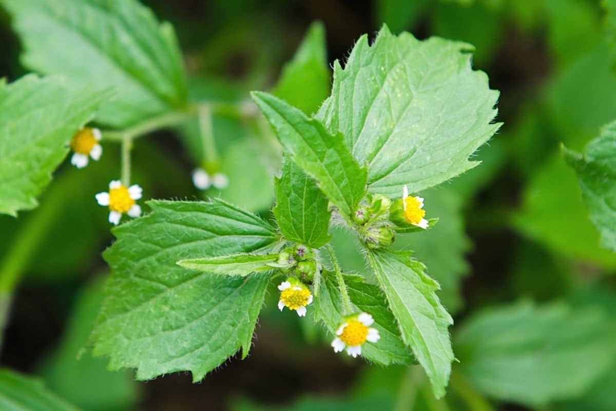 Unkraut mit gelben Blüten - Franzosenkraut