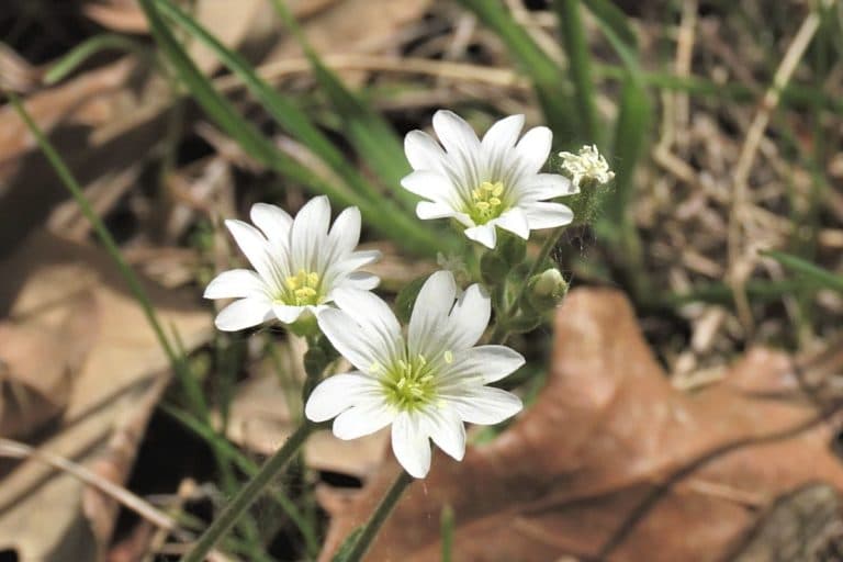 Unkraut mit weißen Blüten 15 weiß blühende Arten Gartenrat.de