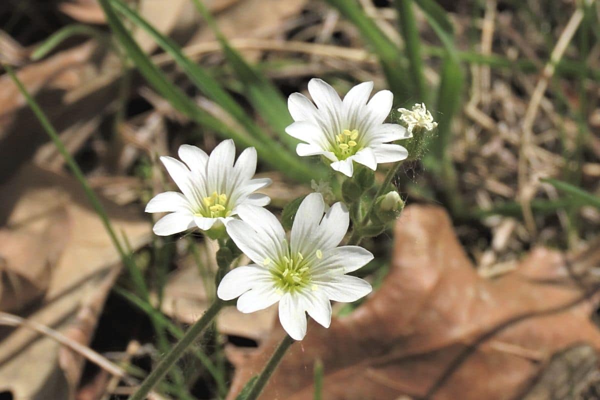 Frühlings-Hungerblümchen - Draba verna