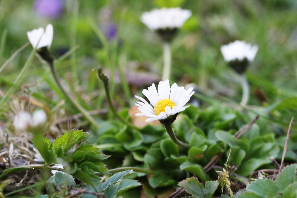 Unkraut mit weißen Blüten - Gänseblümchen