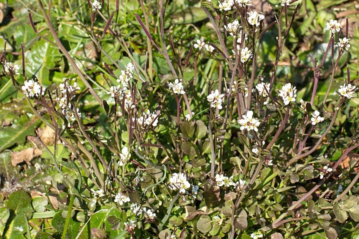 Gartenschaumkraut - Cardamine hirsuta