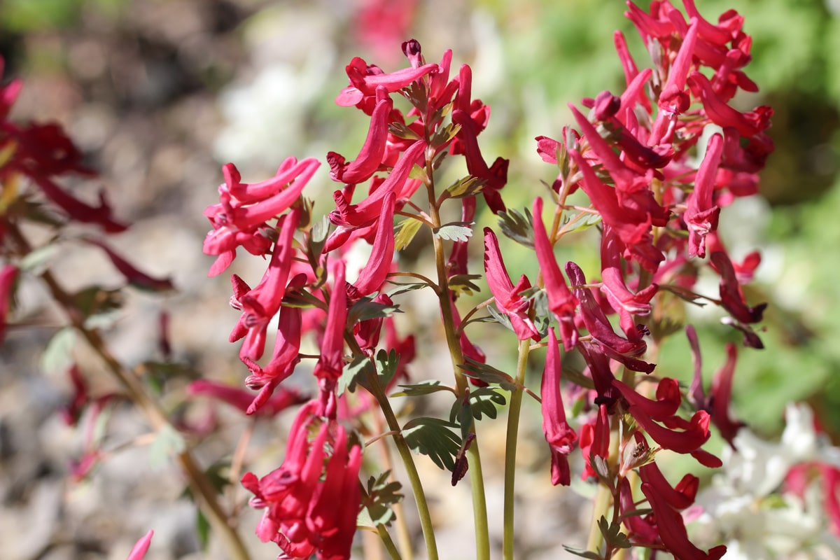 Gefingerter Lerchensporn - Corydalis solida