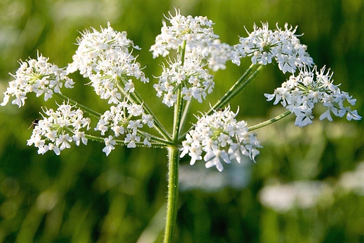 Gefleckter Schierling - Conium maculatum