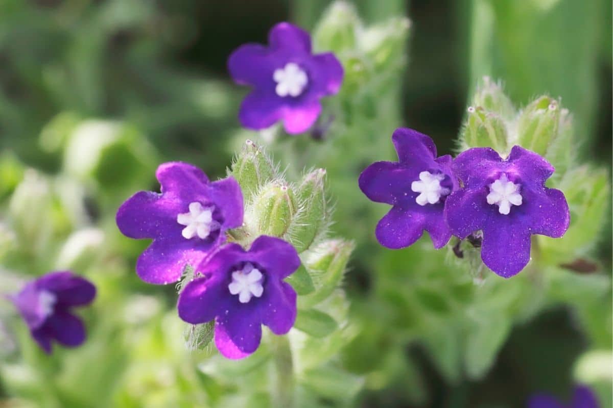 Gemeine Ochsenzunge - Anchusa officinalis