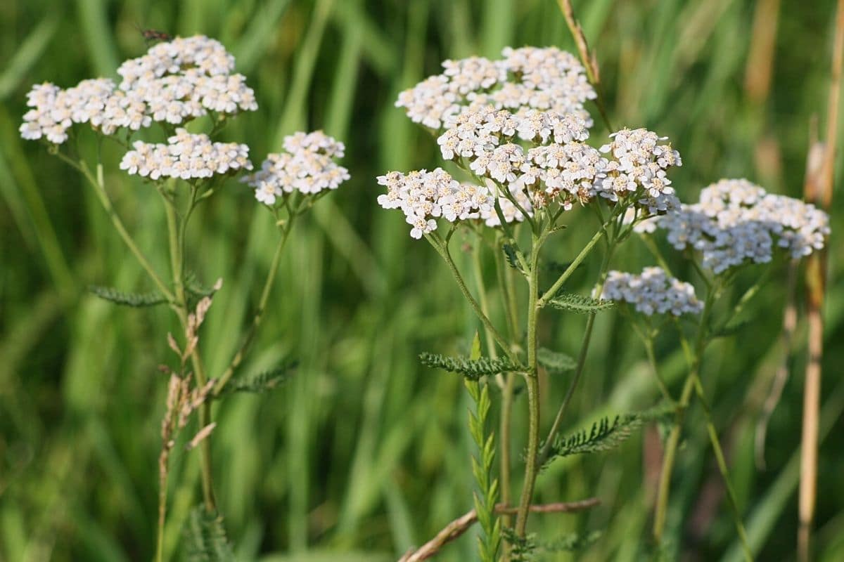 Unkraut mit weißen Blüten - Schafgarbe