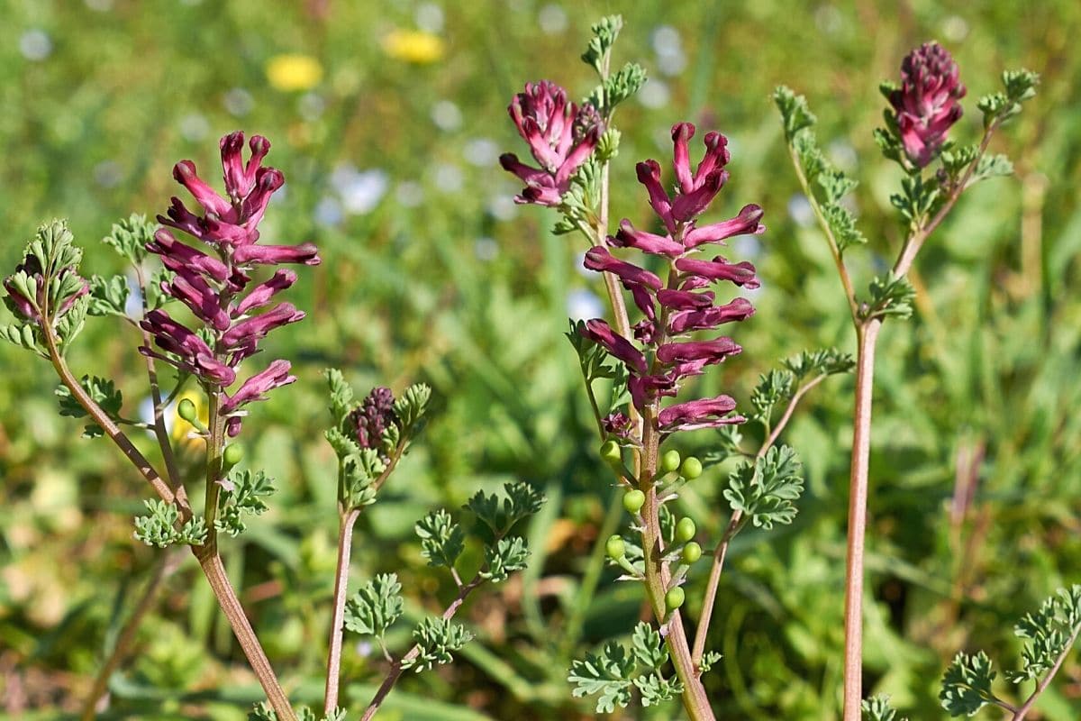 Gemeiner Erdrauch - Fumaria officinalis