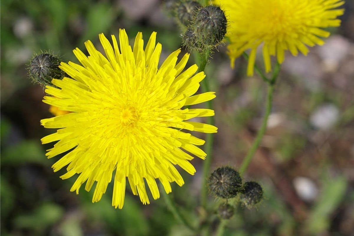 Gemüse-Gänsedistel - Sonchus oleraceus