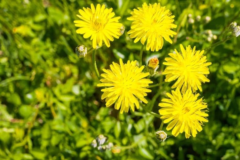 Gelb Blhendes Unkraut Im Rasen