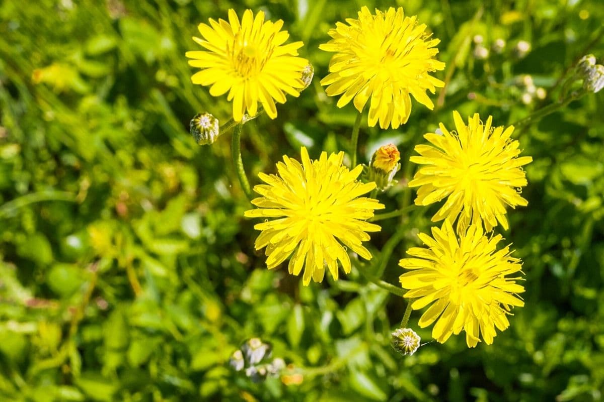 Gewöhnliches Ferkelkraut - Hypochaeris radicata