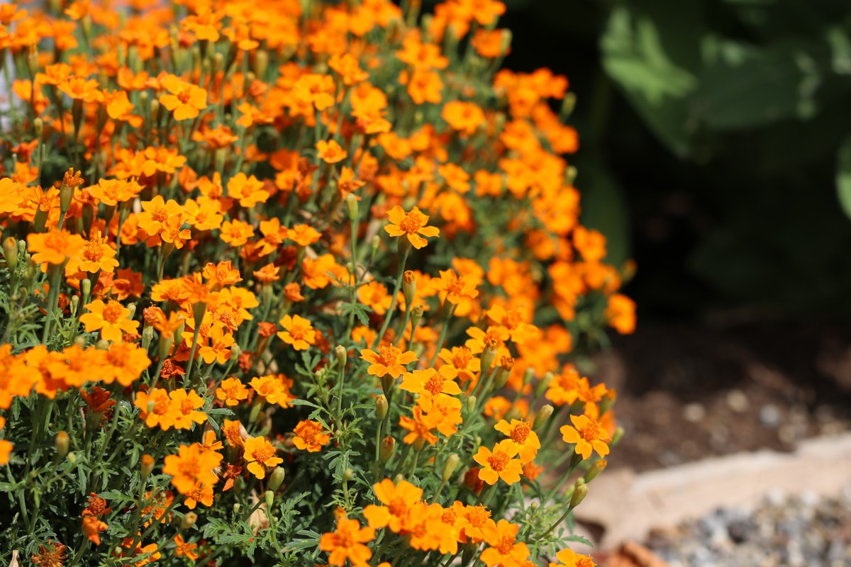 Gewürz-Tagetes - Tagetes tenuifolia