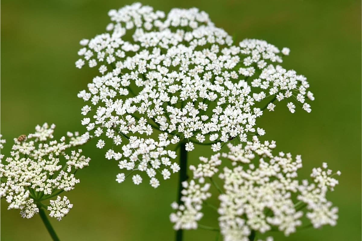 Unkraut mit weißen Blüten - Giersch