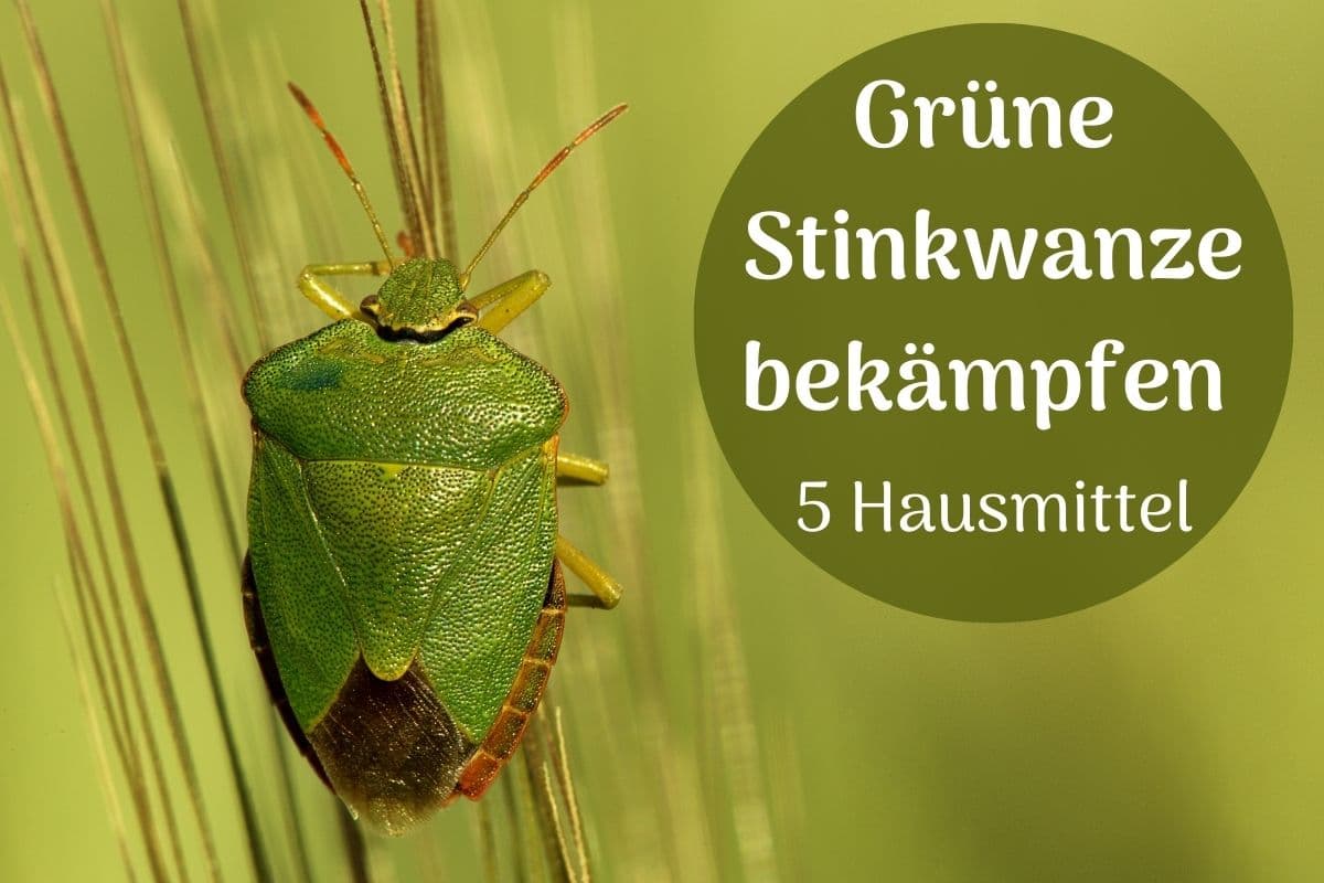 Grüne Stinkwanze bekämpfen