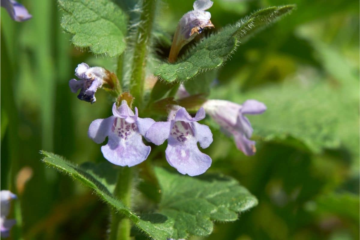 Unkraut mit lila Blüten - Gundermann - Glechoma hederacea