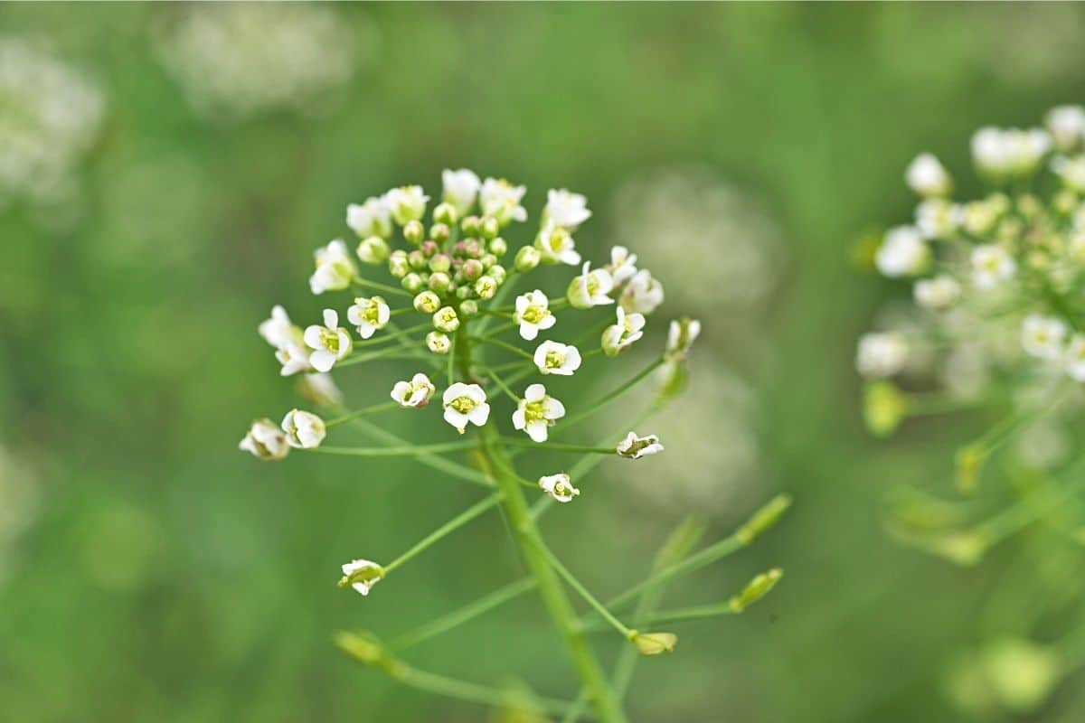 Gemeines Hirtentäschel - Capsella bursa-pastoris