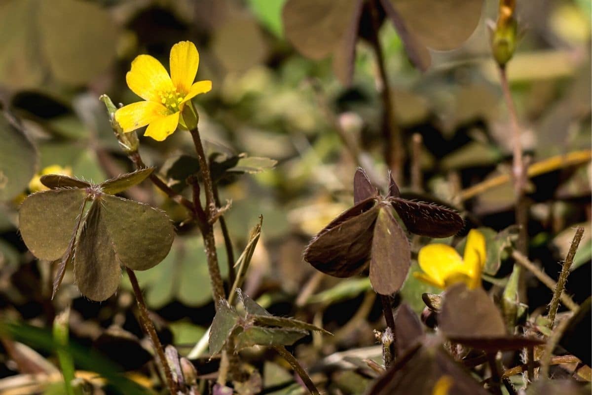 Horn-Sauerklee - Oxalis corniculata