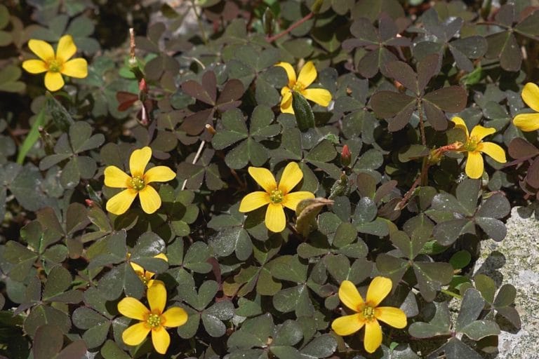 Unkraut mit gelben Blüten 20 gelb blühende Arten Gartenrat.de